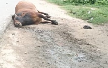 हादसा: ट्रक की टक्कर से सांड की जान गई, पुलिसकर्मी घायल